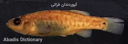 کپوردندان فراتی